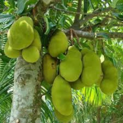 Thai Jack Fruit Plant Manufacturer & Supplier in India